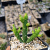 Monadenium ellenbeckii