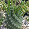 Euphorbia spiralis