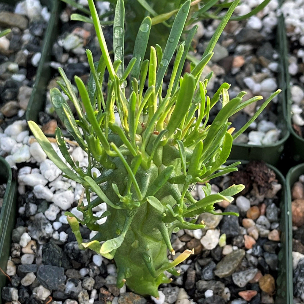 Euphorbia fasciculata schoenlandii