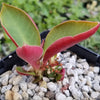 Monadenium spectabile