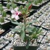 Pachypodium bispinosum