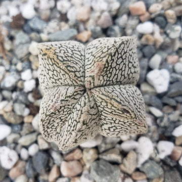 ASTROムンビントレカ Astrophytum onzuka – Planet Desert