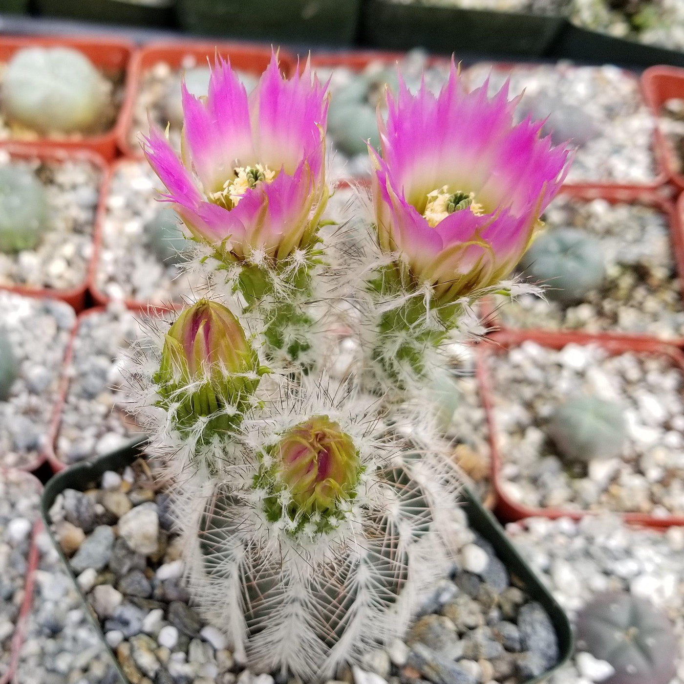 Echinocereus reichenbachii albispinus