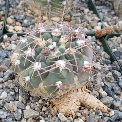 Gymnocalycium riojense