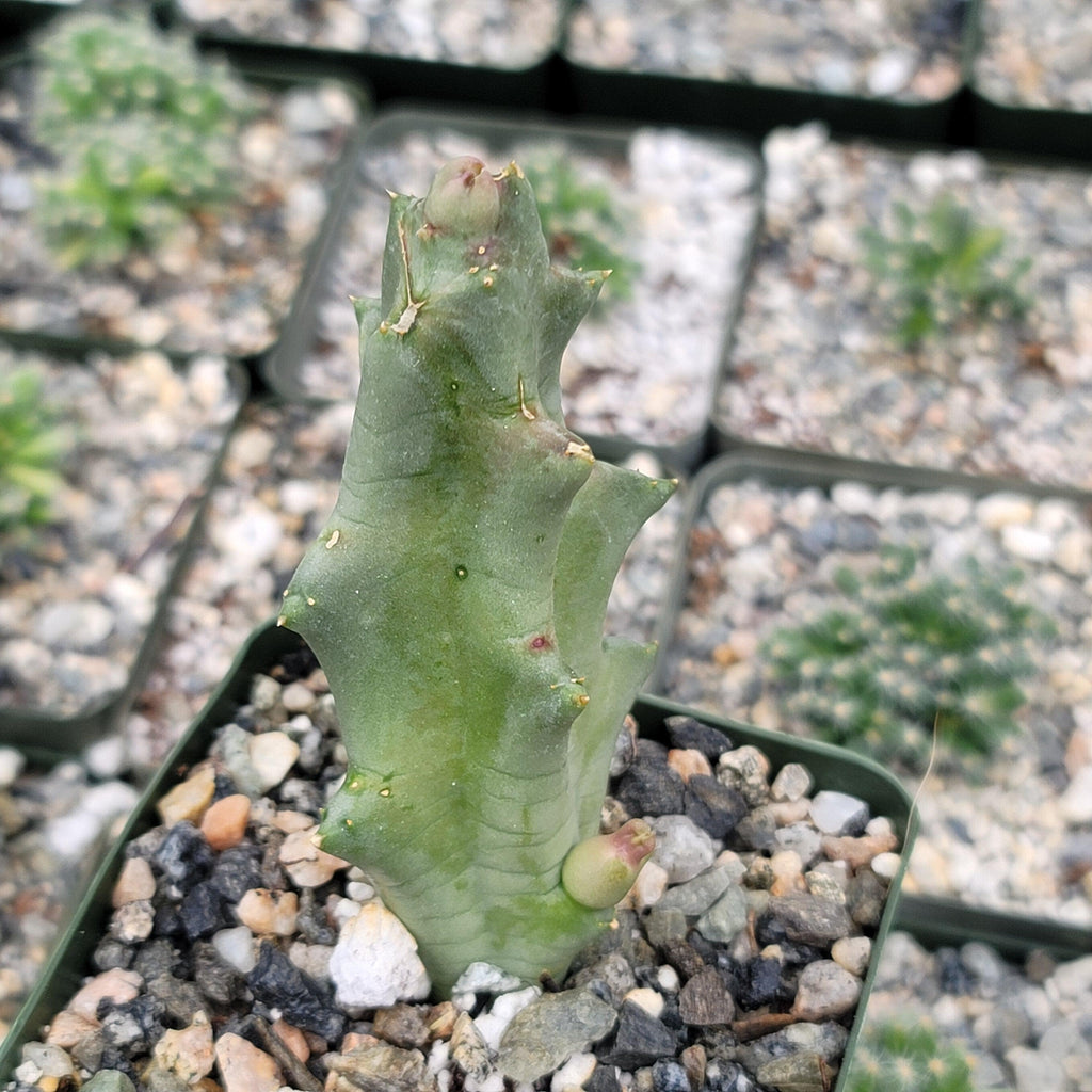 Caralluma melanacantha