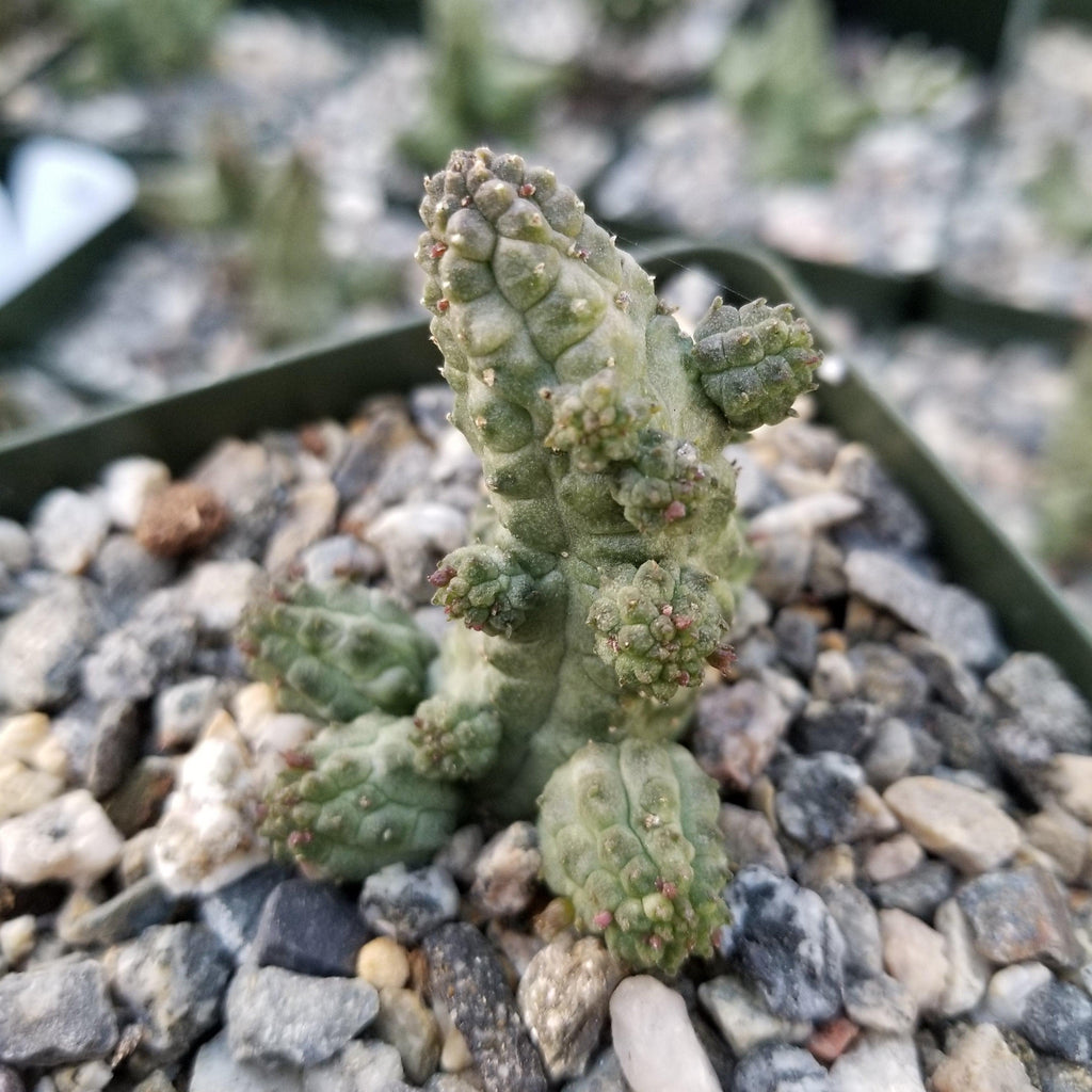 Echidnopsis cereiformis