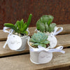 6 mini succulents in tin pails set party favor arrangements white