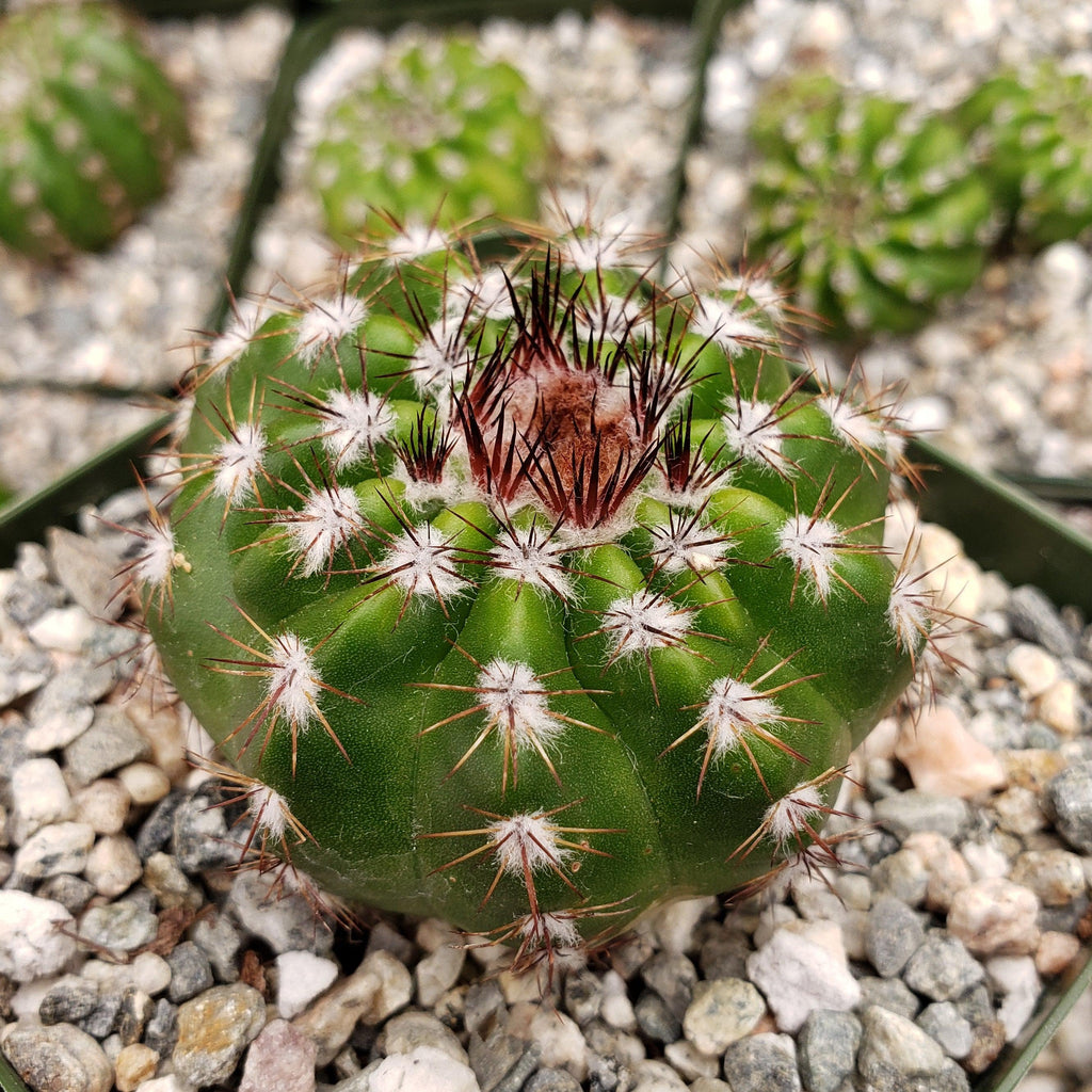 Notocactus carambeiensis
