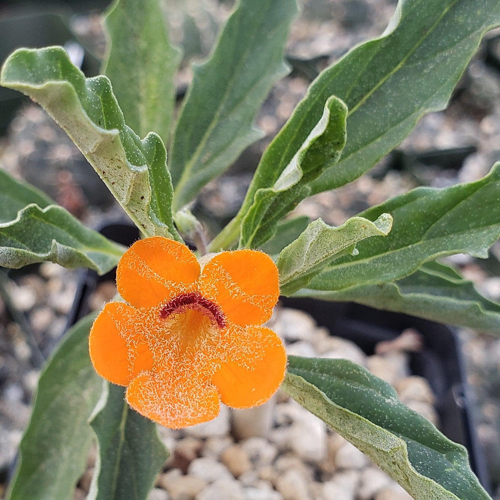 Pterodiscus aurantiacus