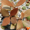 Kalanchoe orgyalis