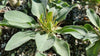 Elephants Trunk Plant - Pachypodium namaquanum