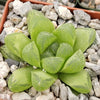 Haworthia obtusa