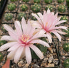 Gymnocalycium buenekeri