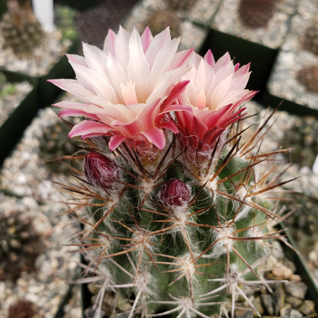 Neochilenia floccosa