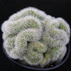 Mammillaria pilcayensis cristata