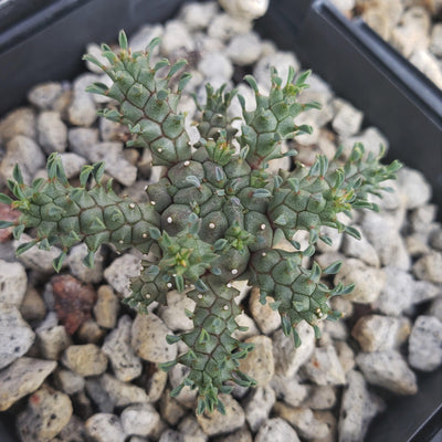 Euphorbia atroviridis