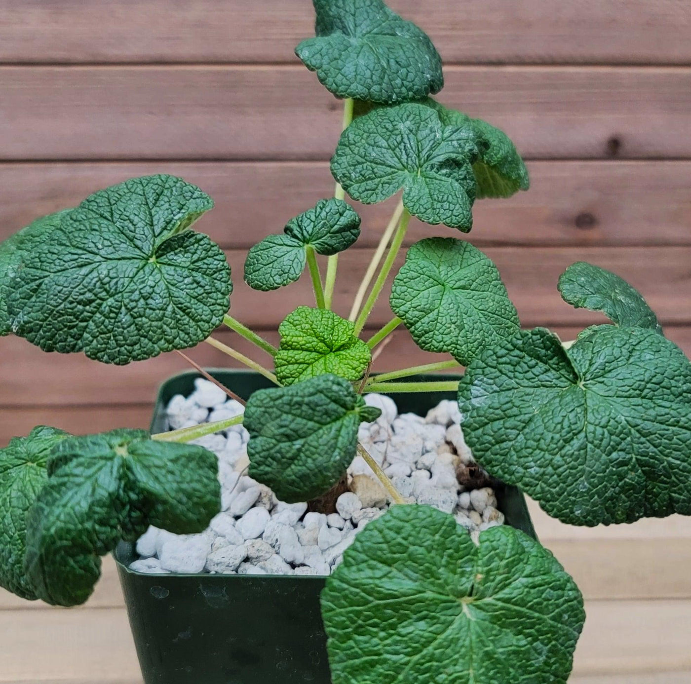 cotyledonis succulent Buy Pelargonium Cotyledonis | Old Father Live Forever