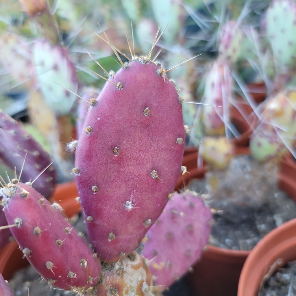 Opuntia Santa "Baby" Rita pad cutting