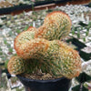 Mammillaria elongata cristata copper king