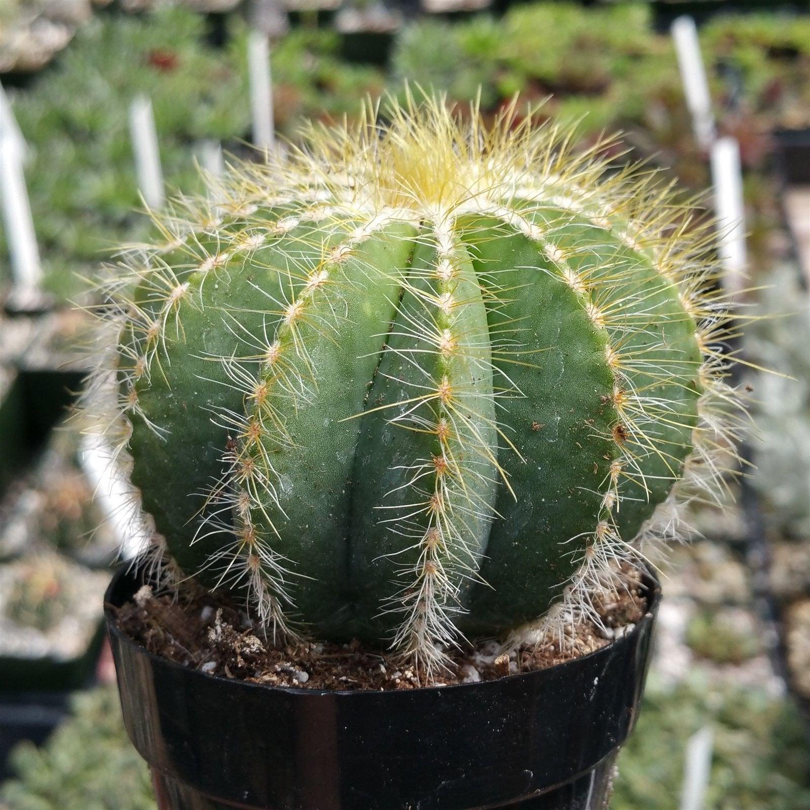 Ball Cactus 'Parodia magnifica'