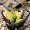 Haworthia limifolia variegata