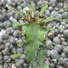 Euphorbia acrurensis abyssinia Desert Candle