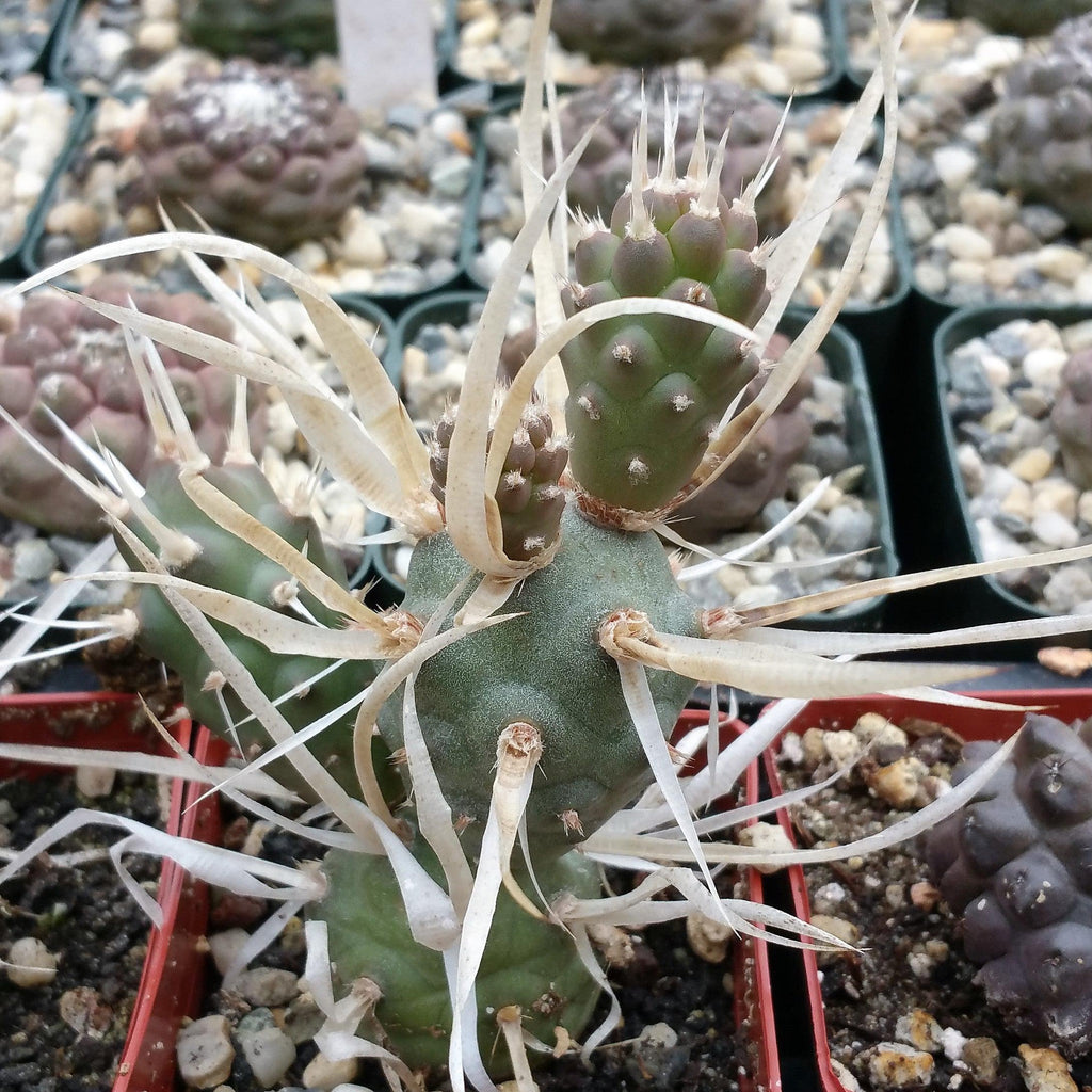Tephrocactus articulatus v. papyracantus