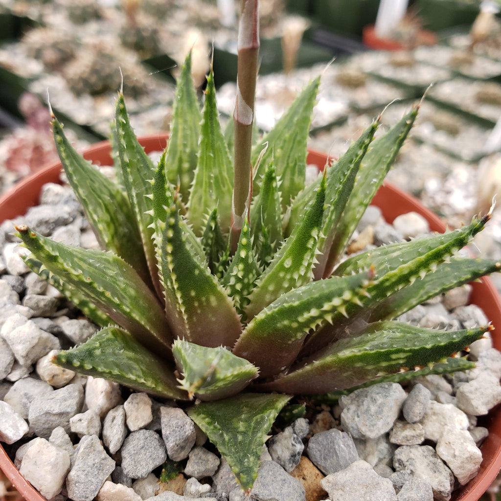 Haworthia guttata