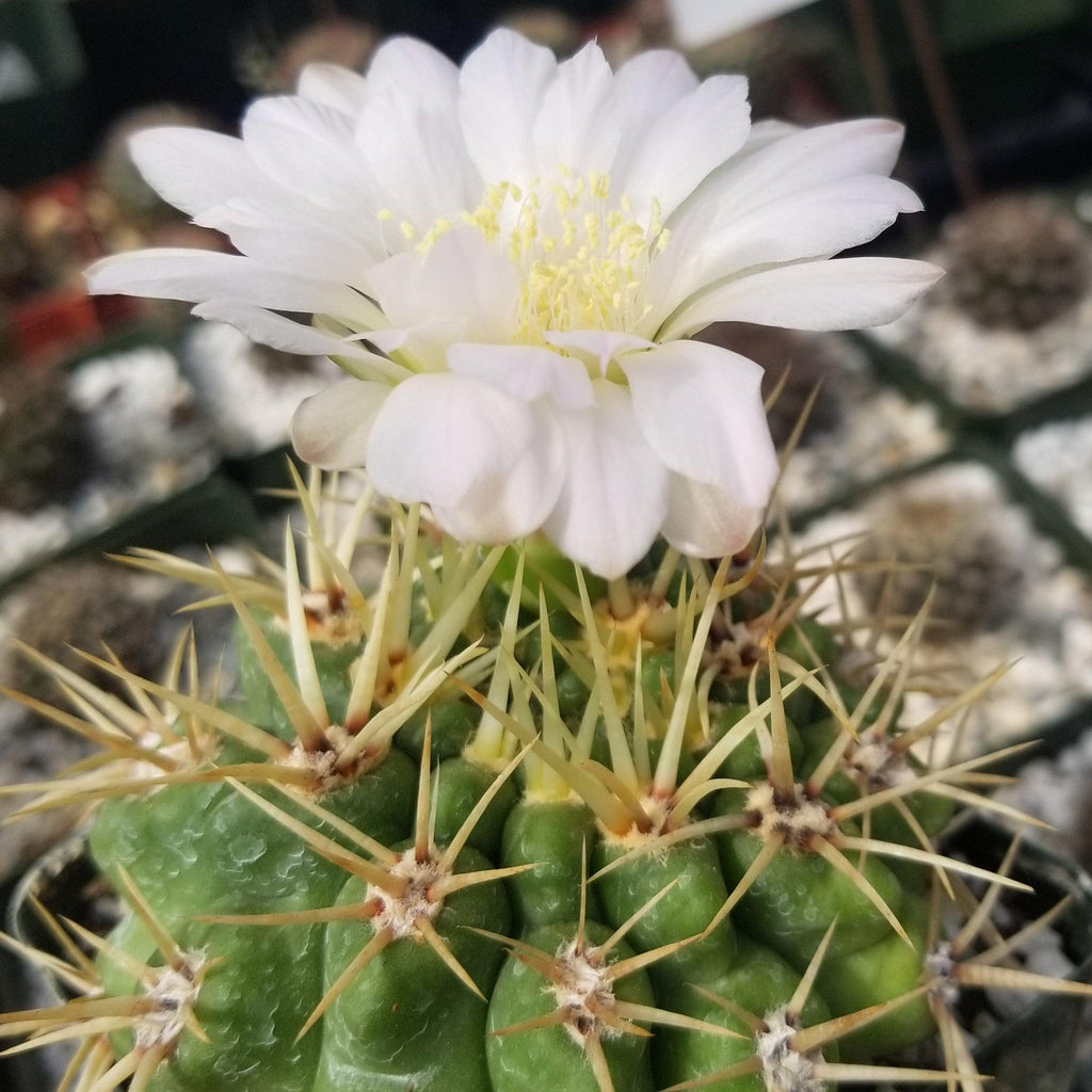 Gymnocalycium monvillei