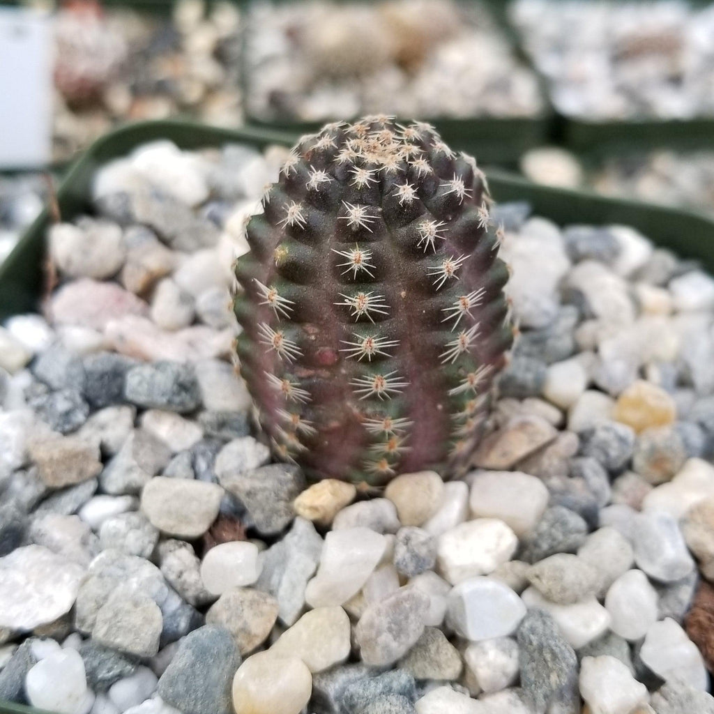 Mediolobivia Tropaolipicta