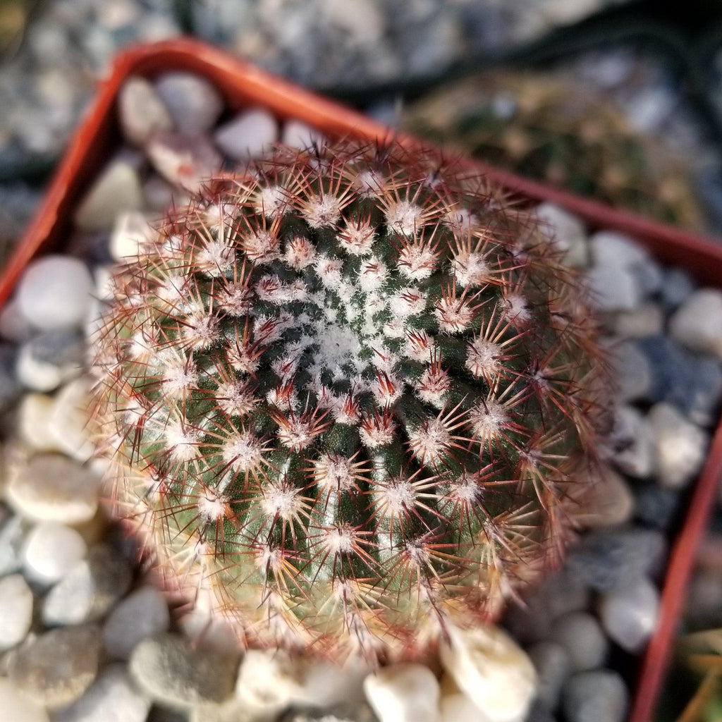 Notocactus rutilans