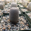 Rebutia heliosa