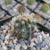 Ferocactus flavovirens