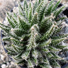 Aloe haworthioides