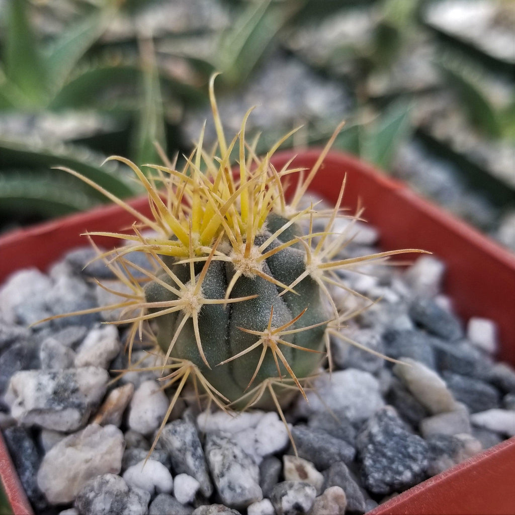Ferocactus chrysacanthus