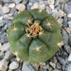 Matucana oreodoxa