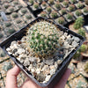 Mammillaria yucatanensis