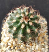 Lace hedgehog cactus - Echinocereus reichenbachii