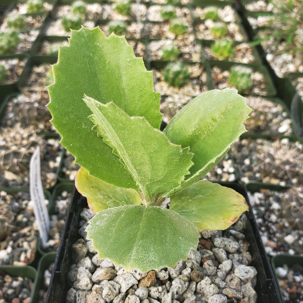 Cyphostema seitzianum