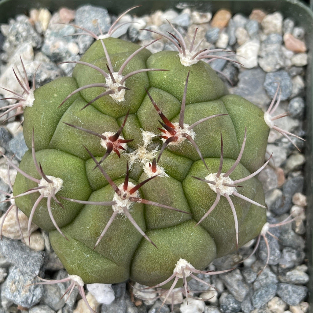 Gymnocalycium marquezii