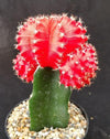 Red Grafted Moon Cactus - Gymnocalycium mihanovichii Hibotan