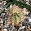 Echinopsis melanopotamica