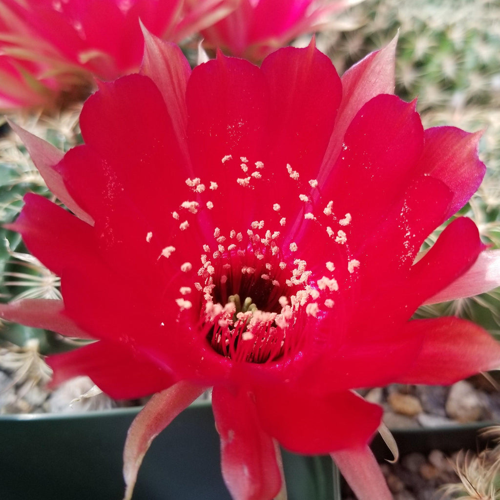 Lobivia or Echinopsis draxleriana