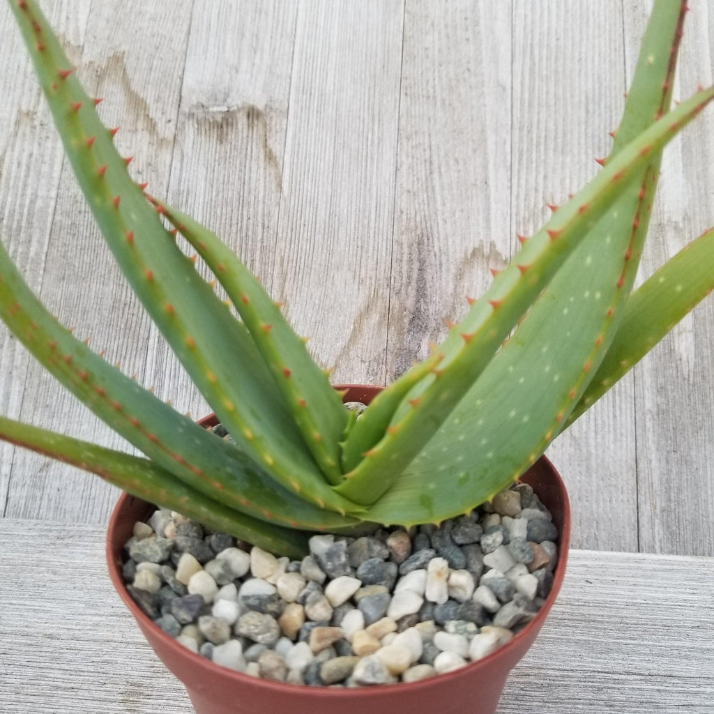 Aloe vanbalenii