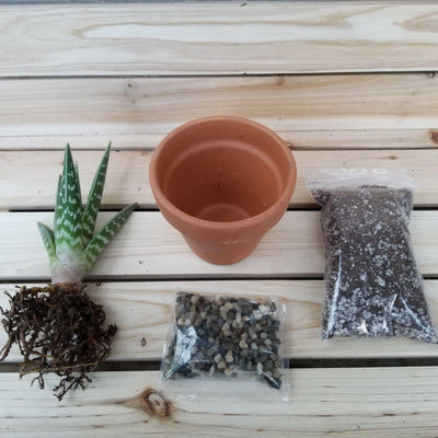 DIY Succulent terracotta 3.5" pot kit