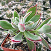 Ruby Slipper Succulent ‘Echeveria harmsii’