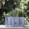 6 mini succulent gift wedding favors in glazed glass