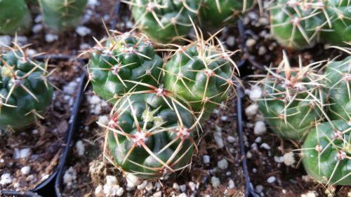 Ferocactus robustus