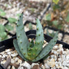 Aloe marlothii