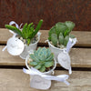 6 mini succulents in tin pails set party favor arrangements white